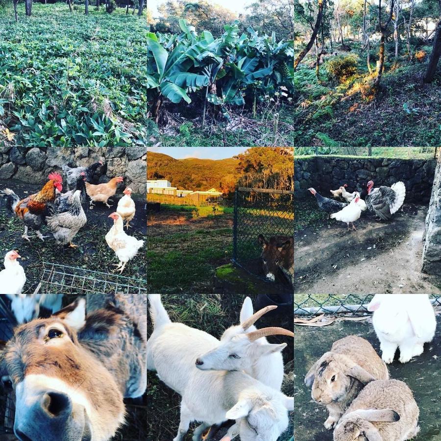 Make It Happen Farm Villa Urzelina ภายนอก รูปภาพ